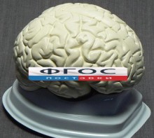 Модель "Мозг в разрезе" (белый) - fgospostavki.ru - Калуга