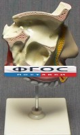 Модель "Разрез носоглотки" - fgospostavki.ru - Калуга