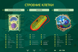 Электрифицированный стенд "Строение клетки" с маркерными полями - fgospostavki.ru - Калуга
