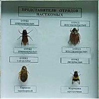 Коллекция энтомологическая "Представители отряда насекомых" - fgospostavki.ru - Калуга