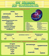 Стенд "От клетки до организма" - fgospostavki.ru - Калуга