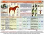 Комплект плакатов "Служебное коневодство" - fgospostavki.ru - Калуга
