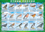 Комплект таблиц "Птицы России (4 листа)" (100х140 сантиметров, винил) - fgospostavki.ru - Калуга