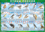 Комплект таблиц "Птицы России (4 листа)" (100х140 сантиметров, винил) - fgospostavki.ru - Калуга