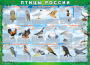 Комплект таблиц "Птицы России (4 листа)" (100х140 сантиметров, винил) - fgospostavki.ru - Калуга