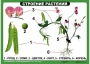 Комплект таблиц "Ознакомление с окружающим миром 1-4 класс" - fgospostavki.ru - Калуга